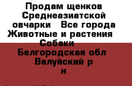 Продам щенков Среднеазиатской овчарки - Все города Животные и растения » Собаки   . Белгородская обл.,Валуйский р-н